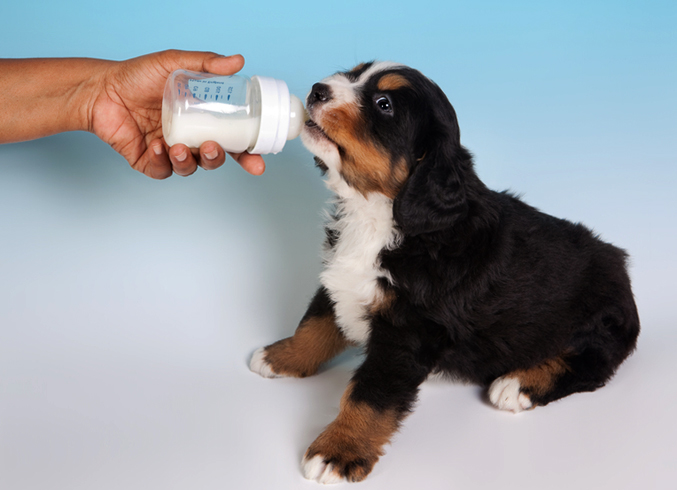 Можно ли масло собаке: в каких количествах давать | блог ветклиники "беланта"
