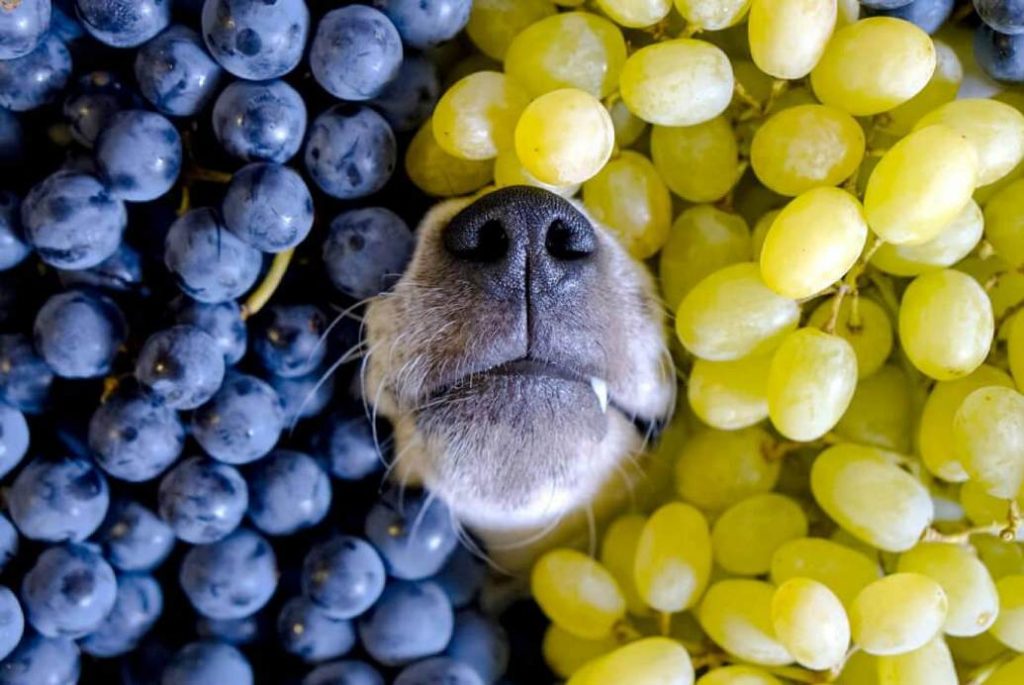 ᐉ можно ли собаке виноград? - zoomanji.ru