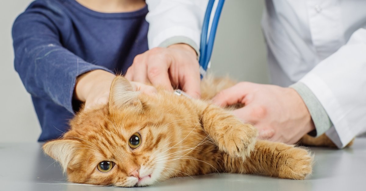 Панкреатит у кошек: симптомы, причины, лечение и организация правильного рациона питания
