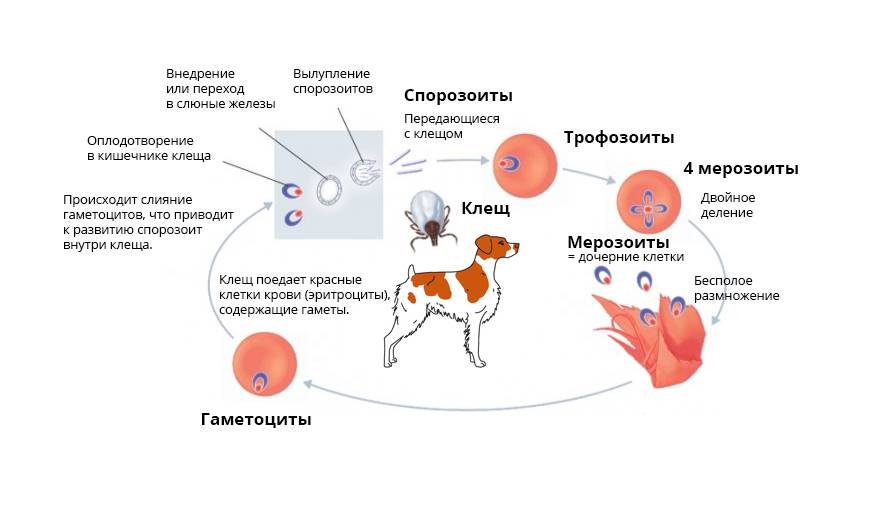 Гемобартенелез кошек -  лечение и профилактика инфекционной анемии у кошек в москве. ветеринарная клиника "зоостатус"