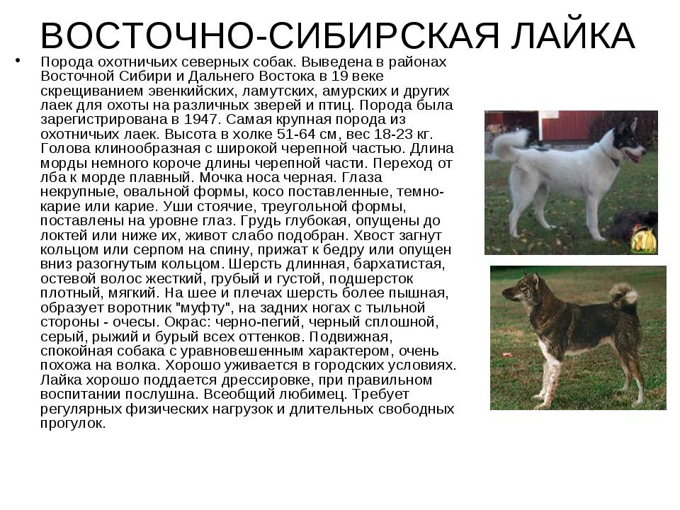 Восточно сибирская лайка: описание, щенки, охота, здоровье, дрессировка, отношение к окружающим
