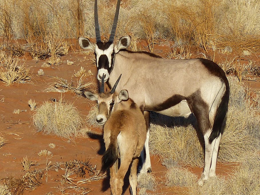 Ориксы эр-рияда. oryx blainville, 1816 = ориксы, сернобыки