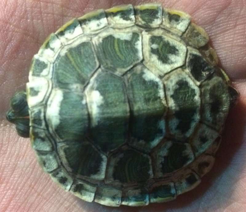Почему мягкий панцирь у красноухой черепахи?