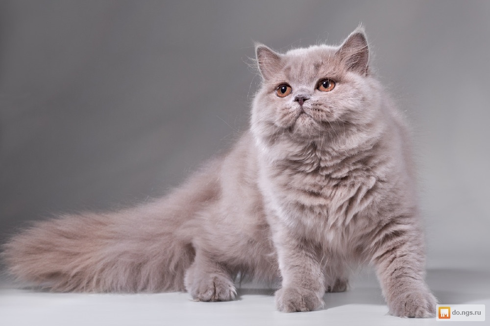 Британская длинношерстная кошка: фото, описание породы, цена