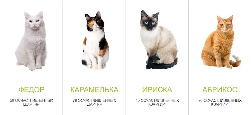 Кого лучше завести дома – кота или кошку? | блог ветклиники "беланта"