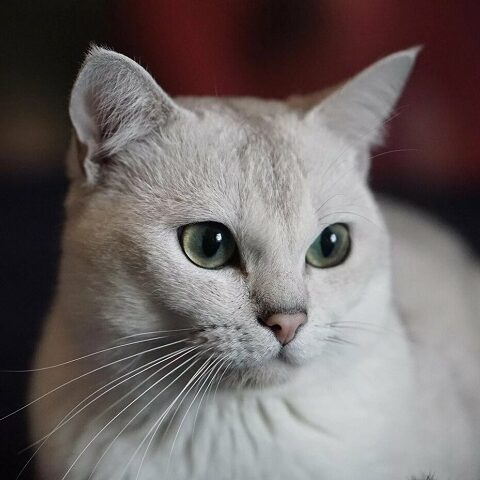 Бурмилла: фото с описанием породы кошек от а до я. интересные факты и особенности породы