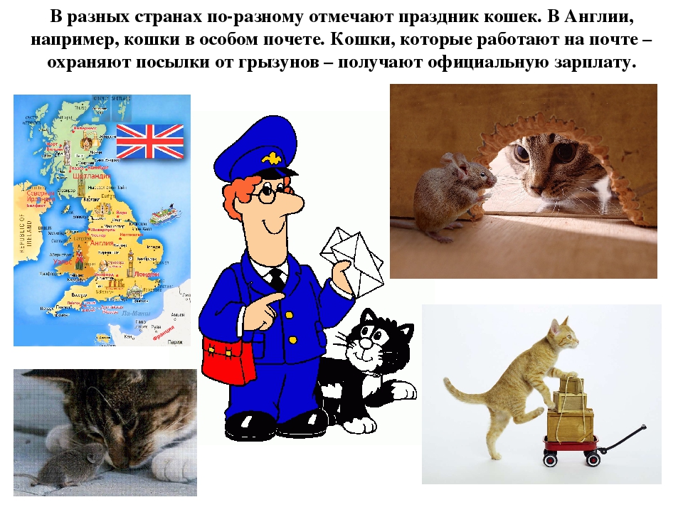 День уважения к кошке. Коты в разных странах. Всемирный день кошек. День кошек история праздника. Всемирный день кошек 8 августа.