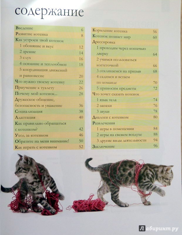 Что нужно для котенка: список покупок для нового питомца