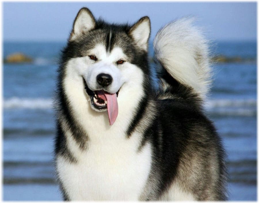 Хаски порода собак. описание, особенности, цена, уход и содержание хаски | живность.ру