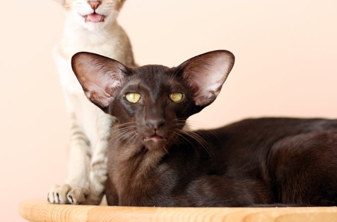 Ориентальная кошка: фото, характер, описание породы, уход и содержание кошки ориентальной породы