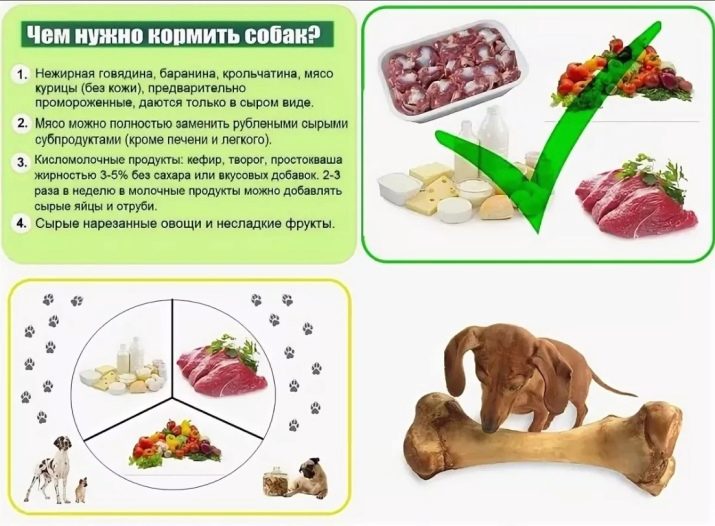 Чем кормить мопса: питание собаки, лучшие сухие корма, диета для толстых питомцев и запрещенные продукты