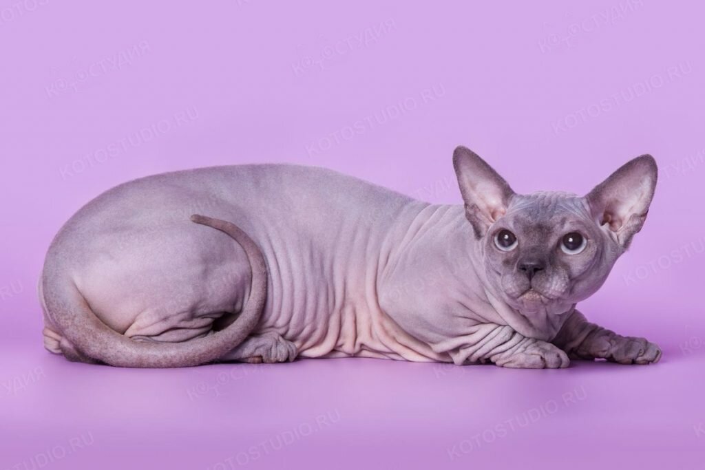 Бамбино: описание породы кошек, много фото, цена, стандарты