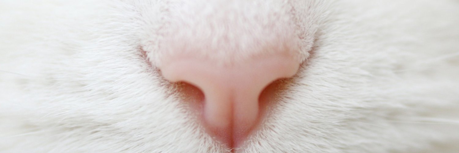 Какой должен быть нос у кошки: мокрый, холодный, сухой, горячий