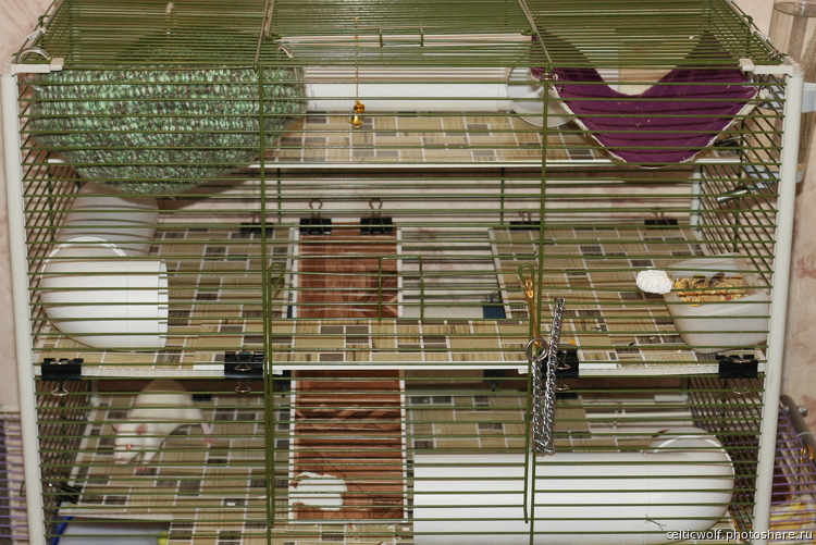 Клетка для крысы со всеми удобствами: пошаговое изготовление из доступных материалов