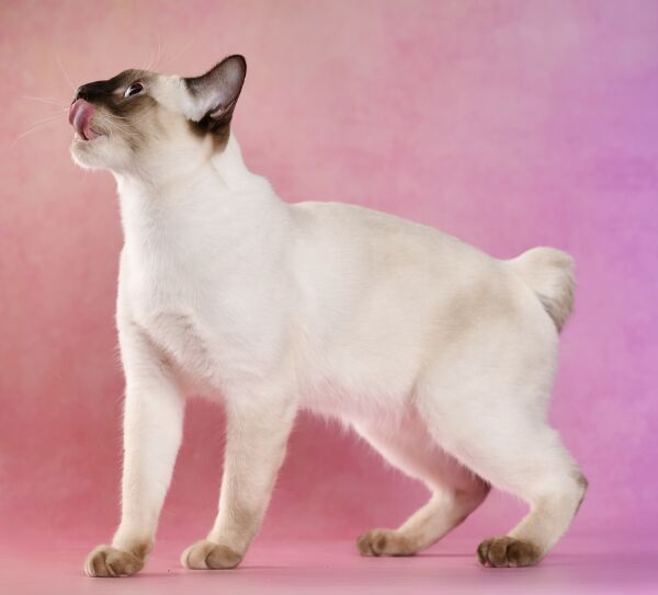 Японский бобтейл кошка. описание, особенности, уход и цена японского бобтейла | животный мир