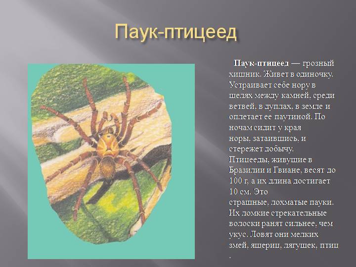 Какой паук самый большой на земле — фото и описание крупнейших пауков планеты