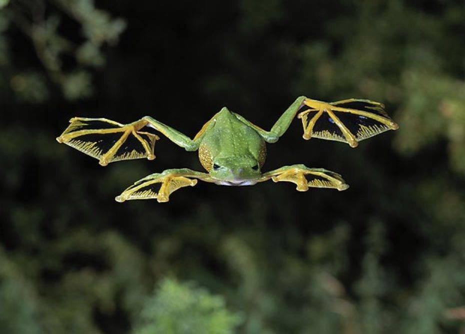 Летучая лягушка. летающие лягушки (rhacophorus) яванская летающая лягушка