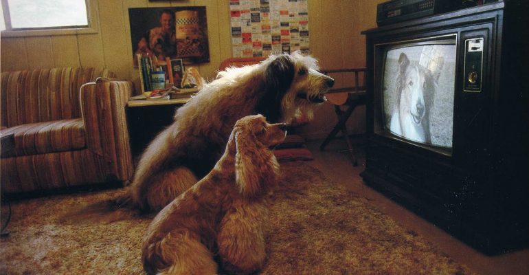 ᐉ почему некоторые собаки смотрят телевизор? - ➡ motildazoo.ru