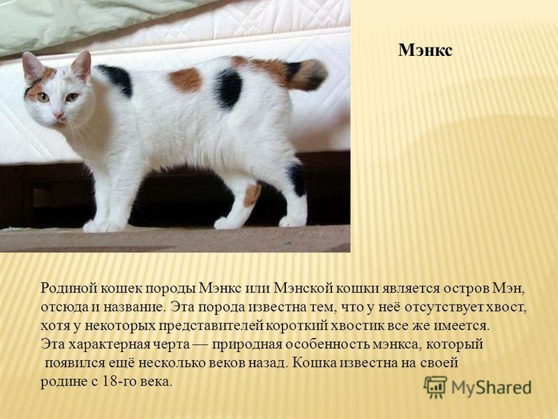 Обзор пород кошек без хвоста: описание и фото