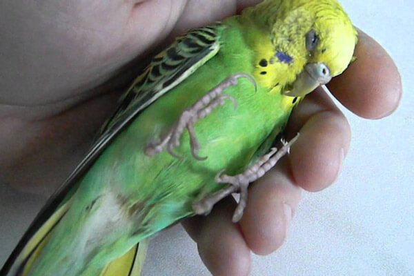 Почему умирают попугаи волнистые дома без причины