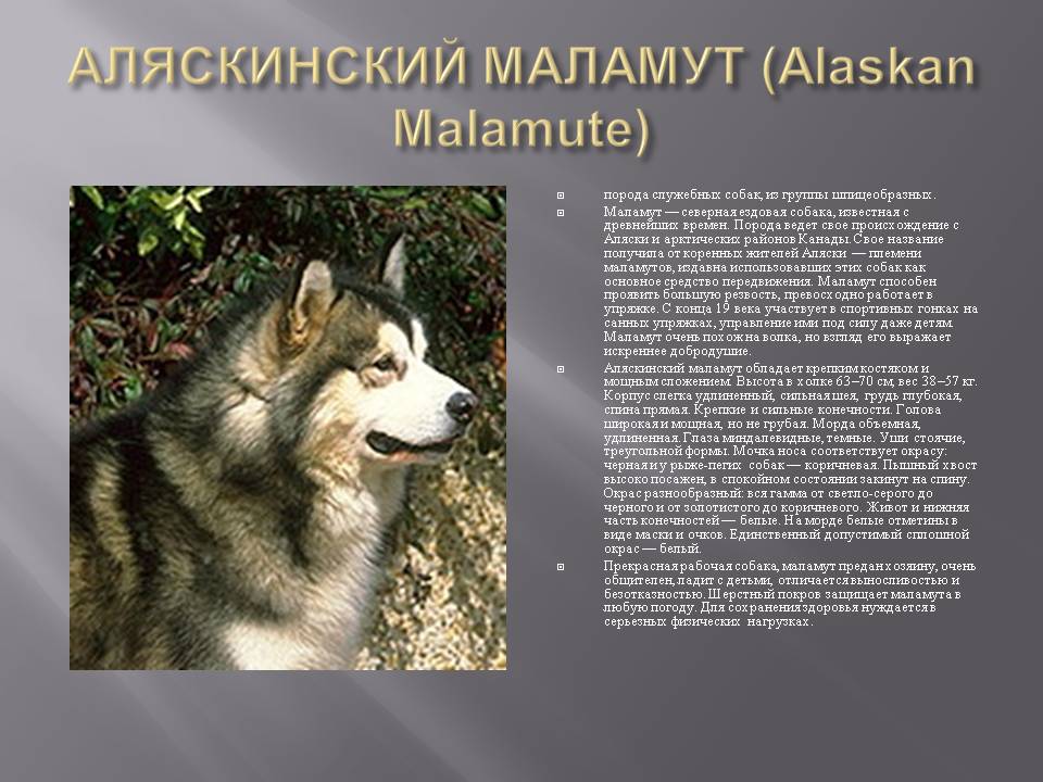 Аляскинский маламут: особенности породы, характер и содержание