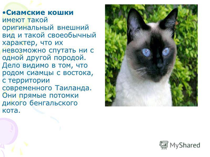 Сиамский кот: описание породы, характер, фото, особености...