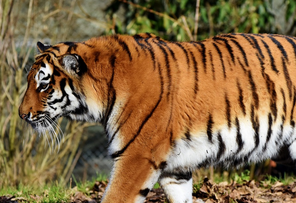Тигр глазами охотника , а не стрелка