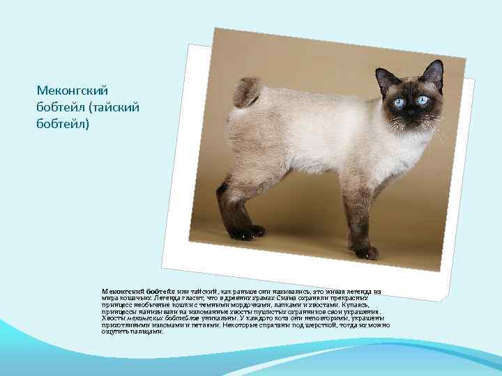 Меконгский бобтейл: описание породы кошек, характер, отзывы, фото