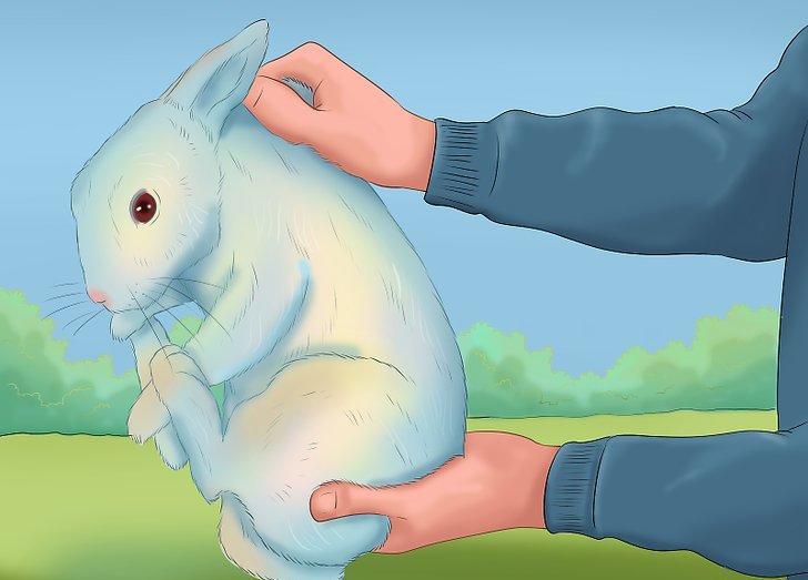 Как приручить кролика к рукам: как отучить кусаться, особенности