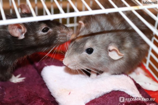 Как приручить крысу к рукам: пошаговая инструкция, советы и рекомендации
