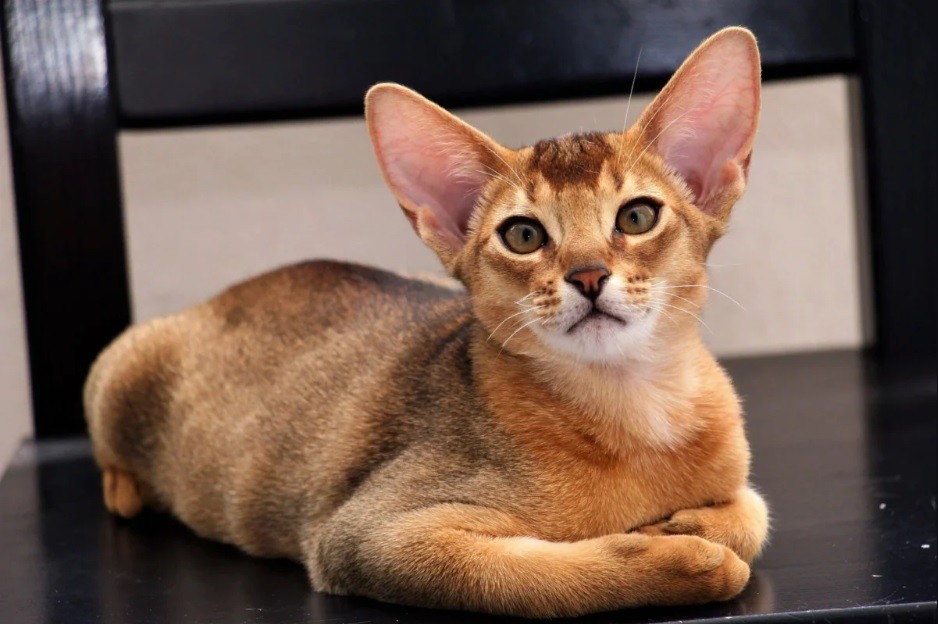 Абиссинская кошка: особенности породы