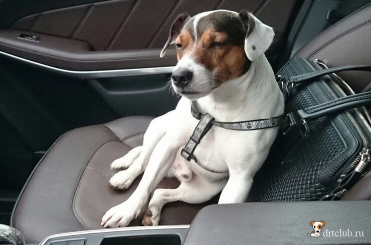 Что делать если собаку укачивает в машине?