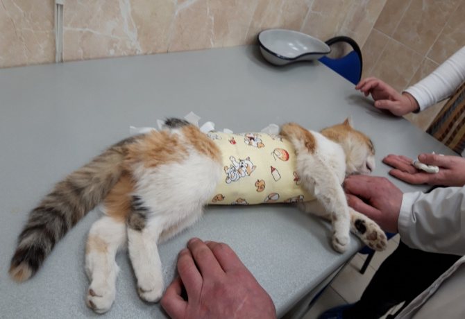 Лапароскопическая стерилизация в москве – стерилизация кошек и собак лапароскопическим методом