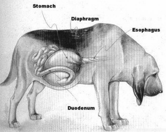 Непроходимость кишечника у собаки: симптомы и лечение закупорки, и другие виды, операция по резекции, что делать в домашних условиях