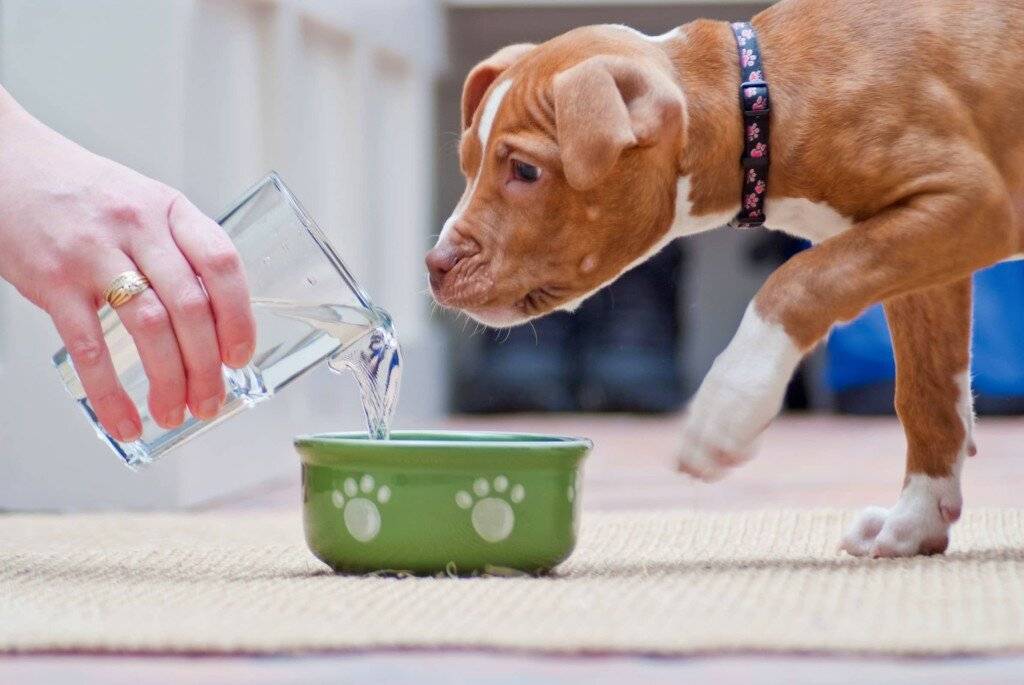 Как поднять аппетит у собаки - советы от optimeal