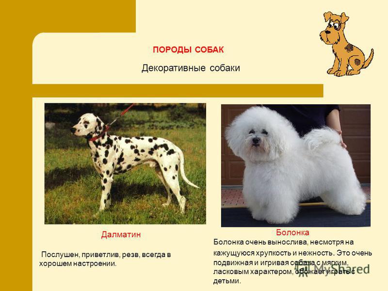 Мальтезе: мини и стандарт, разница между ними, характеристики взрослых особей и щенков мальтийской болонки, сравнение с другими маленькими собаками, фото