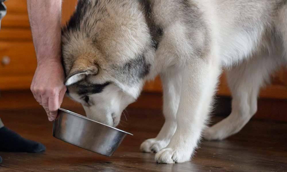 Когда лучше кормить собаку до прогулки или после прогулки вечером