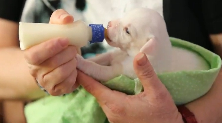 Заменитель сучьего молока для щенков: искусственное вскармливание сироток