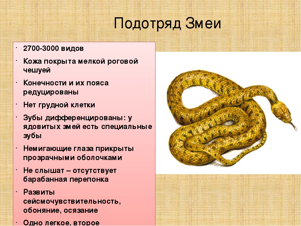 Каких змей можно держать дома в россии список с фото