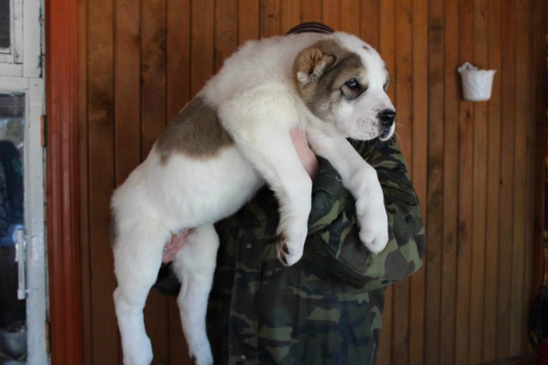 Алабай Без Купированных Ушей И Хвоста Фото