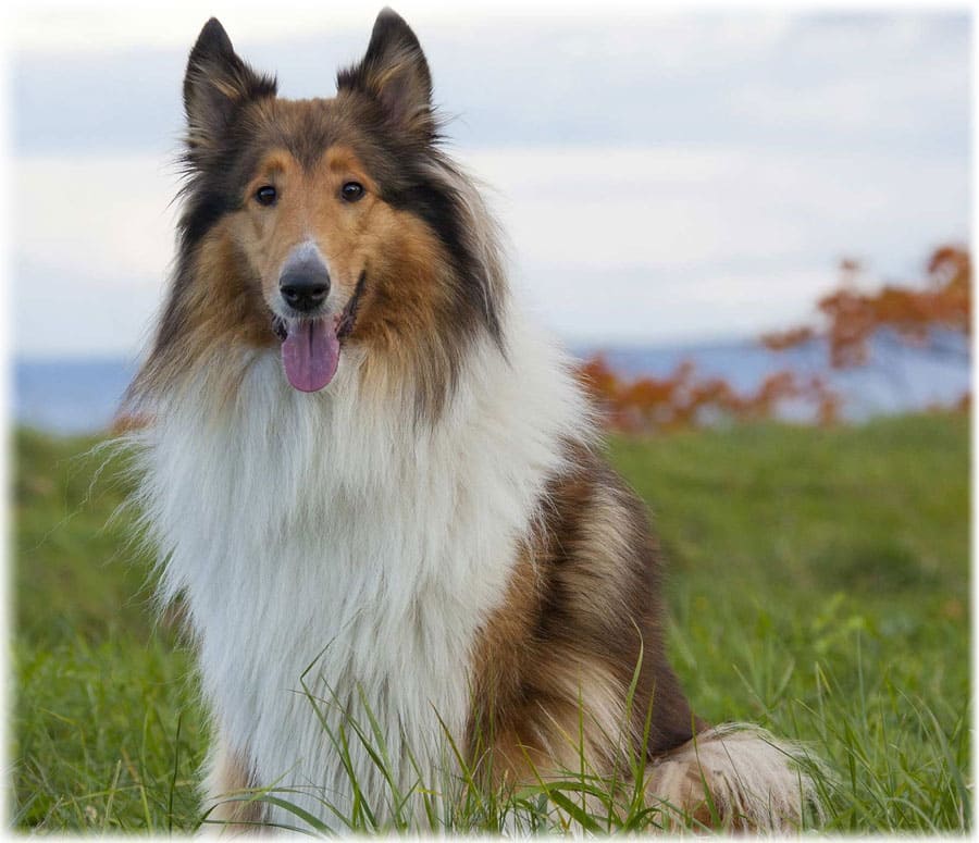 Колли (90 фото): описание породы шотландская овчарка. как выглядят эти собаки? щенки черного, мраморного и белого окраса, разновидности и их характеристика
