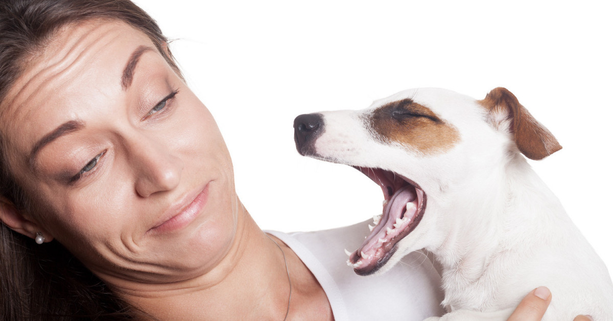 Как избавиться от запаха собаки: лучшие способы нейтрализации запаха