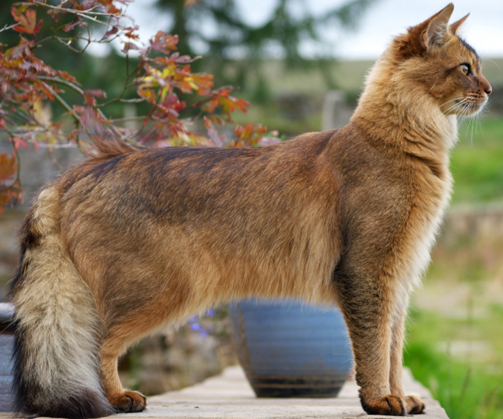 Сомалийская кошка: описание внешности и характера длинношерстной породы, правила ухода, содержания (150 фото сомалийской породы)
