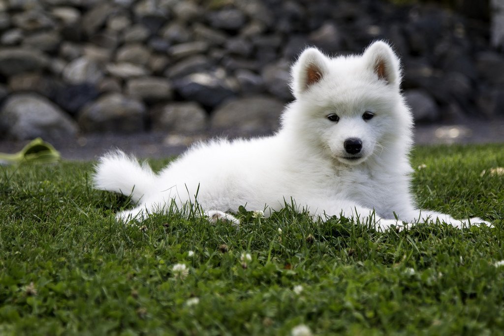 Самоедская собака (самоед) или «арктический шпиц»: история, описание с фото и видео