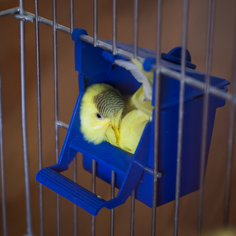 Cколько спят волнистые попугаи и корелла: правила здорового сна