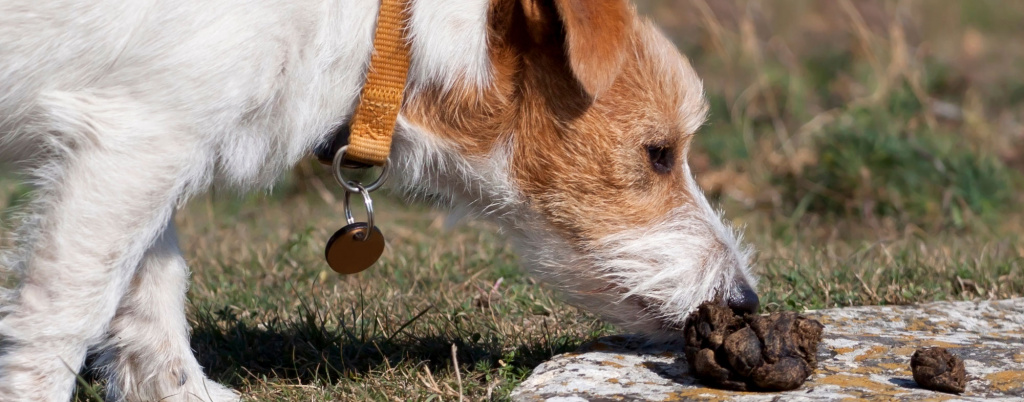 Почему собака ест кал: свой или кошачий, причины, что делать