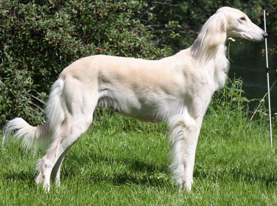 Салюки, порода собак - персидская борзая