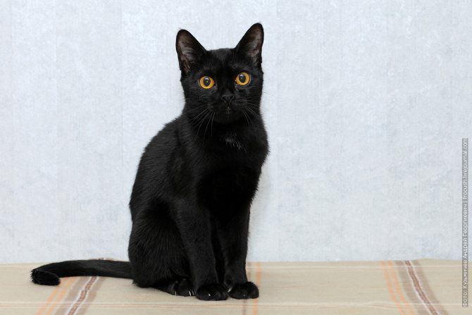 Бомбеи: черная кошка в темной комнате