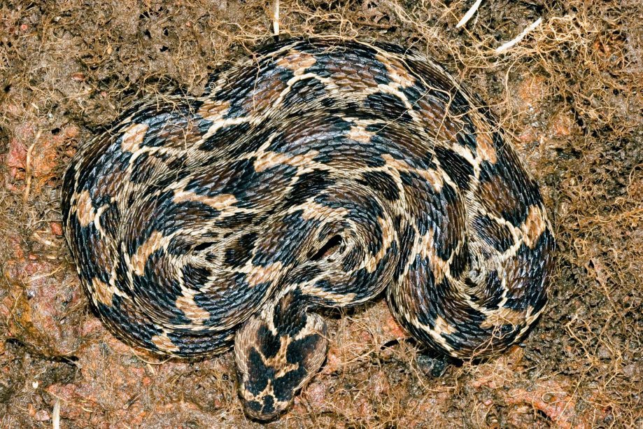 Ядовитые змеи: 100 фото, описание и названия ядовитых и опасных змей