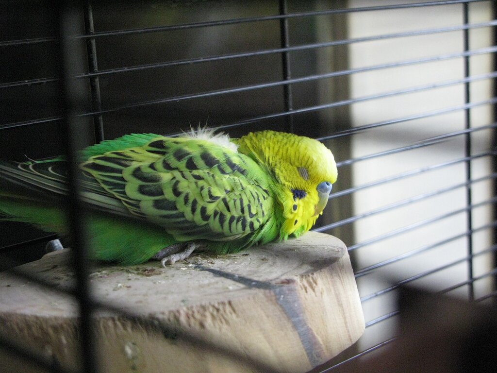 Особенности сна волнистых попугаев —  как спят в дикой природе и в домашних условиях
